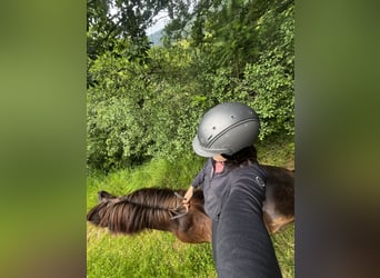 Islandpferd, Wallach, 17 Jahre, 140 cm, Rappe