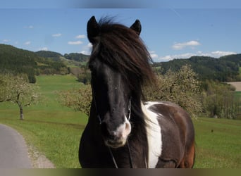 Islandpferd, Wallach, 17 Jahre, 144 cm, Schecke
