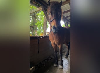 Islandpferd, Wallach, 17 Jahre, 145 cm, Brauner