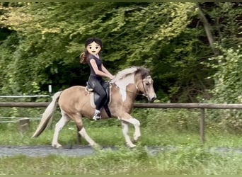Islandpferd, Wallach, 17 Jahre, 145 cm, Schecke