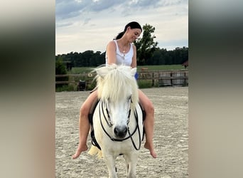 Islandpferd, Wallach, 17 Jahre, 145 cm, Schimmel