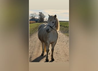 Islandpferd, Wallach, 17 Jahre, 145 cm, Schimmel