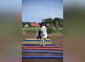Islandpferd, Wallach, 17 Jahre, 145 cm, Schimmel