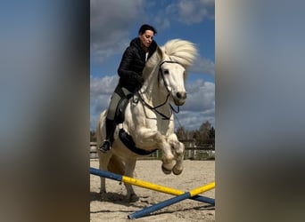 Islandpferd, Wallach, 17 Jahre, 145 cm, Schimmel
