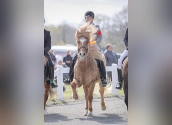 Islandpferd, Wallach, 17 Jahre, 148 cm, Falbe