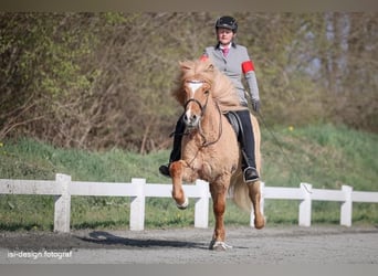 Islandpferd, Wallach, 17 Jahre, 148 cm