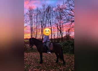 Islandpferd, Wallach, 17 Jahre, 149 cm, Brauner