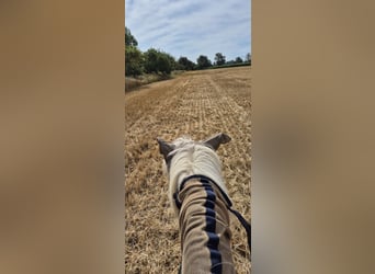 Islandpferd, Wallach, 17 Jahre