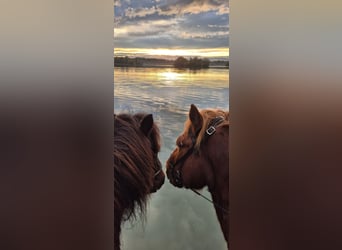 Islandpferd, Wallach, 17 Jahre