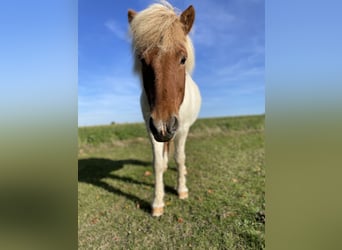 Islandpferd, Wallach, 17 Jahre, Schecke