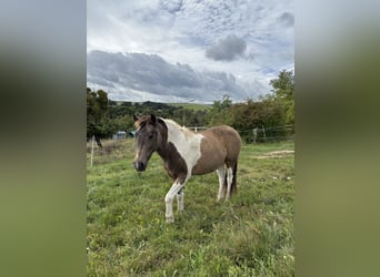 Islandpferd Mix, Wallach, 18 Jahre, 120 cm, Schecke