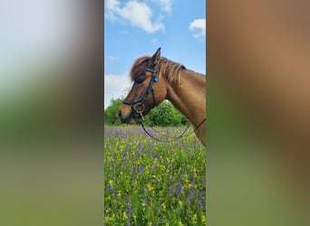 Islandpferd, Wallach, 18 Jahre, 132 cm, Falbe