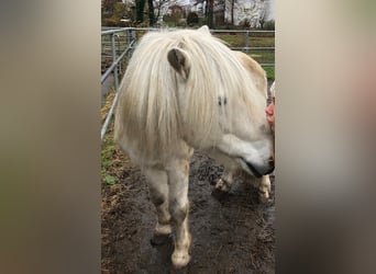 Islandpferd, Wallach, 18 Jahre, 133 cm, Schimmel