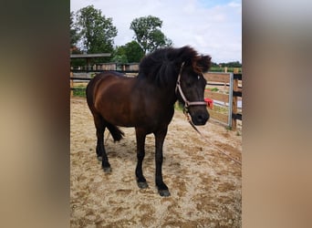 Islandpferd, Wallach, 18 Jahre, 138 cm, Rappe