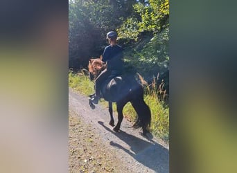 Islandpferd, Wallach, 18 Jahre, 138 cm, Rappe