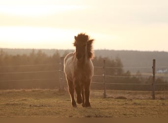 Islandpferd, Wallach, 18 Jahre, 139 cm, Falbe