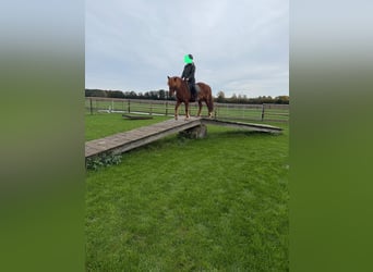 Islandpferd, Wallach, 18 Jahre, 140 cm, Fuchs