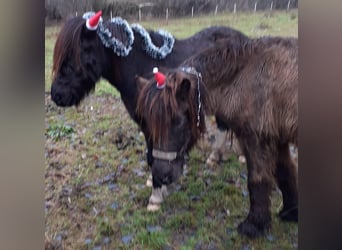 Islandpferd, Wallach, 18 Jahre, 142 cm, Rappe