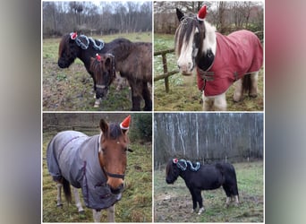 Islandpferd, Wallach, 18 Jahre, 142 cm, Rappe
