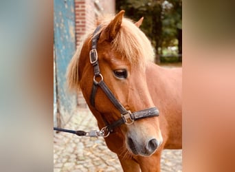 Islandpferd, Wallach, 18 Jahre, 145 cm, Fuchs
