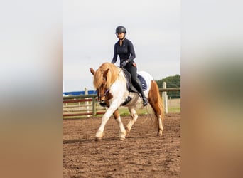 Islandpferd, Wallach, 18 Jahre, 146 cm, Schecke