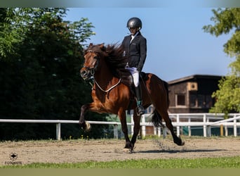 Islandpferd, Wallach, 18 Jahre, 148 cm, Dunkelbrauner