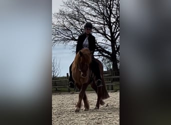 Islandpferd, Wallach, 18 Jahre, Fuchs