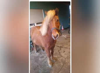 Islandpferd, Wallach, 19 Jahre, 130 cm, Fuchs