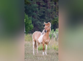 Islandpferd, Wallach, 19 Jahre, 131 cm