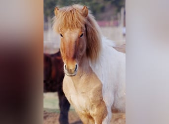 Islandpferd, Wallach, 19 Jahre, 131 cm