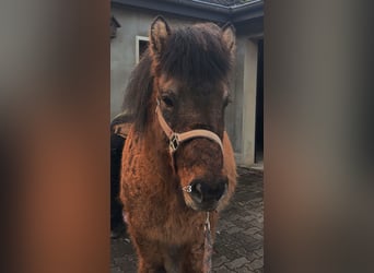 Islandpferd, Wallach, 19 Jahre, 135 cm, Hellbrauner
