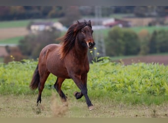 Islandpferd, Wallach, 19 Jahre, 138 cm, Brauner