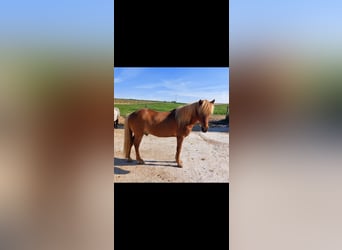Islandpferd, Wallach, 19 Jahre, 138 cm, Fuchs