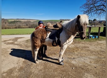 Islandpferd, Wallach, 19 Jahre, 145 cm, Schecke