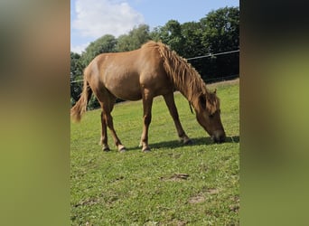Islandpferd Mix, Wallach, 1 Jahr, 133 cm, Fuchs