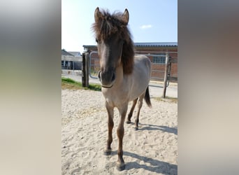 Islandpferd, Wallach, 1 Jahr, 135 cm, Falbe