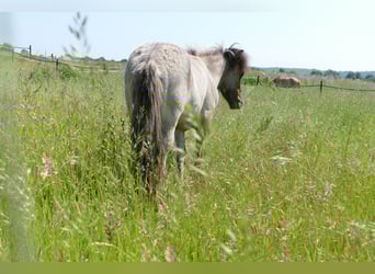 Islandpferd, Wallach, 1 Jahr, 135 cm, Falbe
