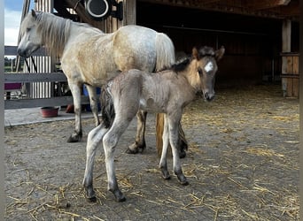 Islandpferd, Wallach, 1 Jahr, 143 cm, Falbe