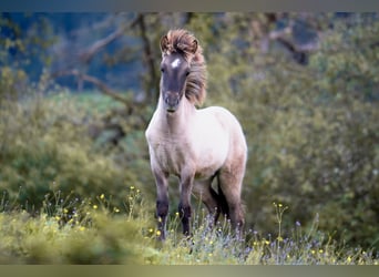 Islandpferd, Wallach, 1 Jahr, 143 cm, Falbe