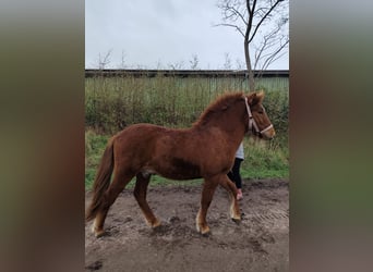 Islandpferd, Wallach, 1 Jahr, Fuchs