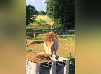 Islandpferd, Wallach, 1 Jahr, Schecke