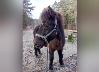 Islandpferd, Wallach, 20 Jahre, 138 cm, Rappe