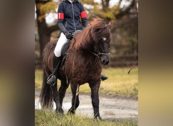 Islandpferd, Wallach, 20 Jahre, 140 cm, Rappe