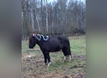 Islandpferd, Wallach, 20 Jahre, 142 cm, Rappe