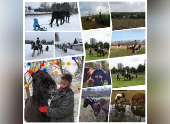 Islandpferd, Wallach, 20 Jahre, 145 cm, Rappe