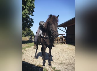 Islandpferd, Wallach, 20 Jahre, 148 cm, Rappe
