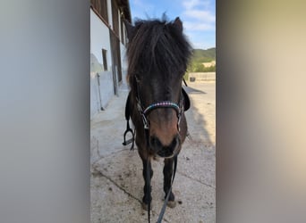 Islandpferd, Wallach, 21 Jahre, 136 cm, Brauner