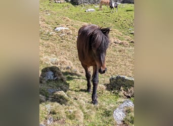 Islandpferd, Wallach, 21 Jahre, 136 cm, Brauner