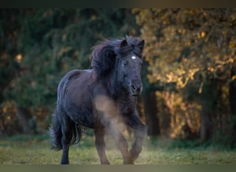 Islandpferd, Wallach, 21 Jahre, 140 cm, Fuchs