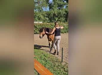 Islandpferd, Wallach, 21 Jahre, Fuchs